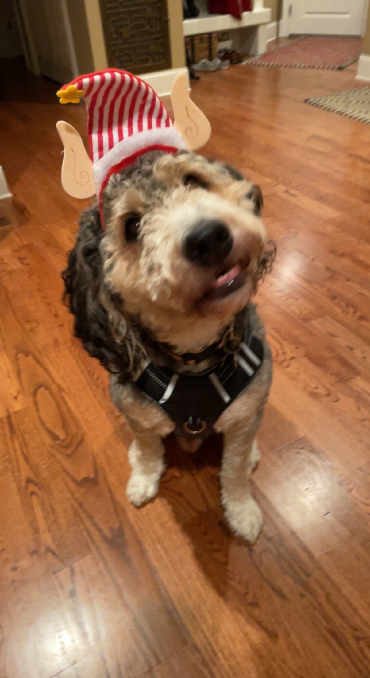 Cute Dog - Alt Description 