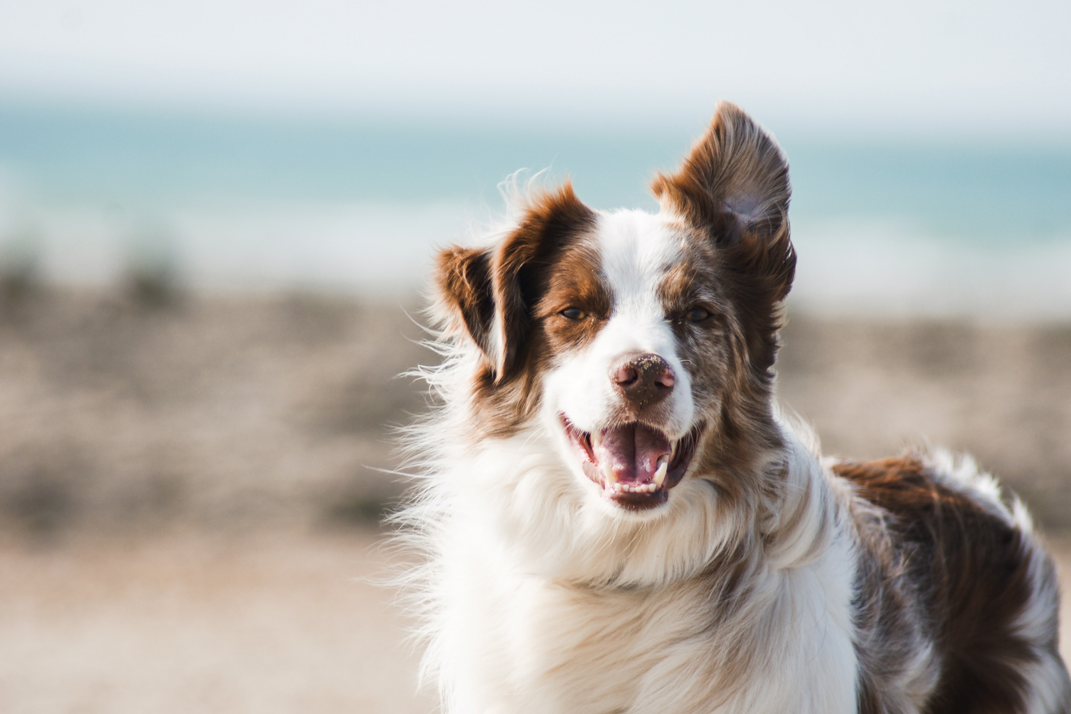 Dog in the surf.